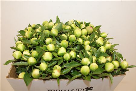 Paeo L Duchesse De Nemours