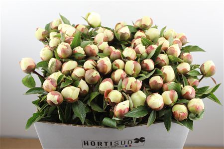 Paeo L Festiva Maxima