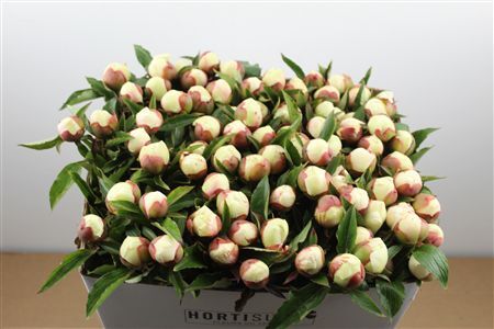 Paeo L Festiva Maxima