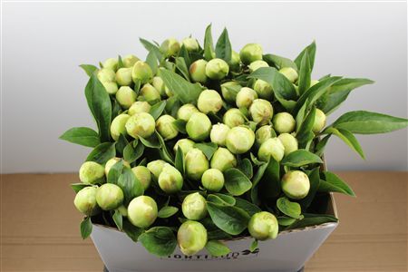 Paeo L Bridal Shower