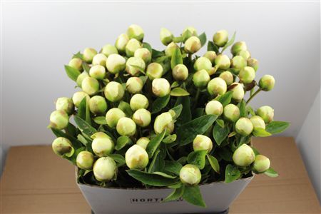 Paeo L Bridal Shower