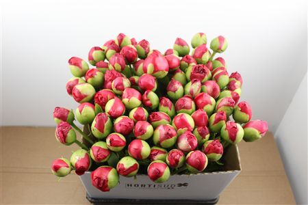 Paeo L Command Performance