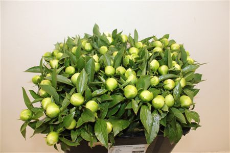 Paeo L Duchesse De Nemours