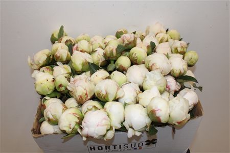 Paeo L Bowl Of Cream