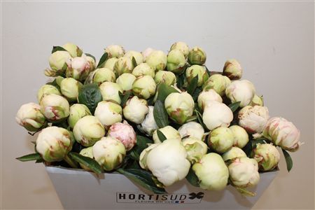 Paeo L Bowl Of Cream