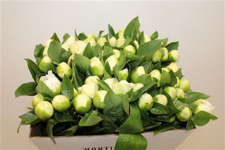 Paeo L Bridal Shower