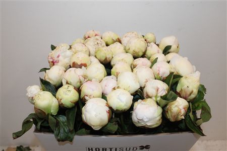 Paeo L Bowl Of Cream