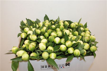 Paeo L Duchesse De Nemours