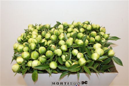 Paeo L Duchesse De Nemours