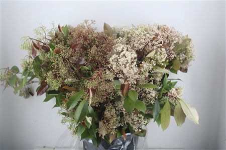 Photinia Red Robin Flower P Bunch