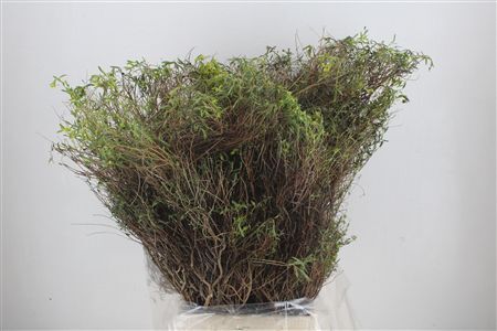 Euph Spinoza Long 500gr P Bunch