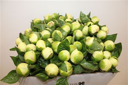 Paeo L Bridal Shower