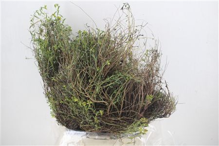 Euph Spinoza Medium 400gr P Bunch