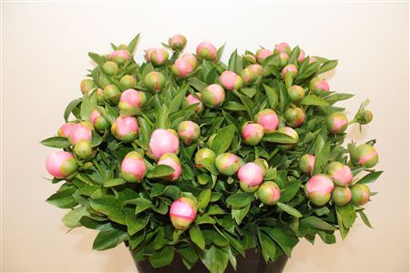 Paeo L Etched Salmon