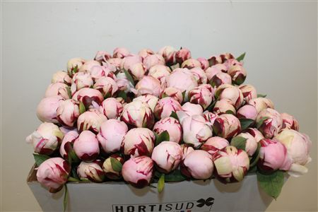 Paeo L Reine Hortense Rose