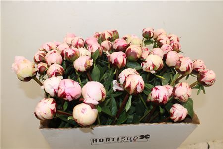 Paeo L Reine Hortense Rose