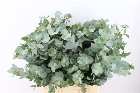 Euca Cinerea 300gr South Africa P Bunch