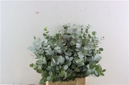 Euca Cinerea Short 150gr South Africa P Bunch