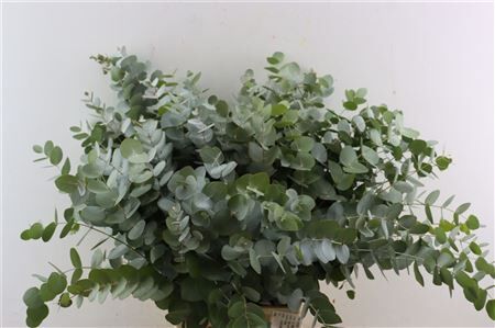 Euca Cinerea 65 Cm P Stem