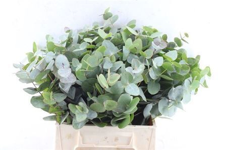 Euca Cinerea 45 Cm P Stem