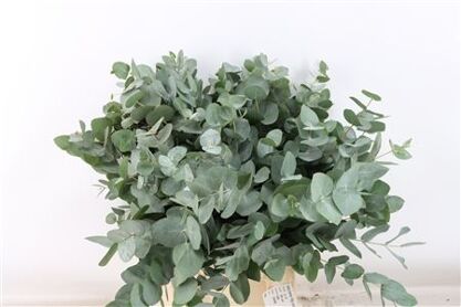 Euca Cinerea Short 150gr South Africa P Bunch