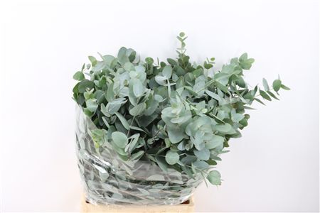 Euca Cinerea 300gr South Africa P Bunch