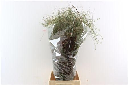 Thym Falso 200gr P Bunch