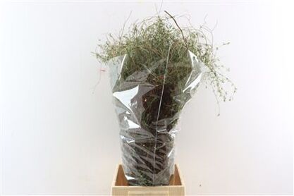 Thym Falso 200gr P Bunch
