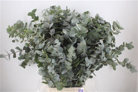 Euca Cinerea 300gr P Bunch