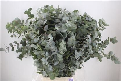 Euca Cinerea 300gr P Bunch
