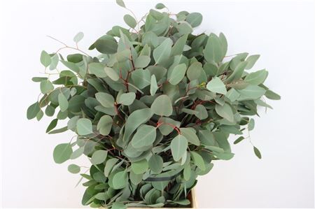 Euca Populus 300gr P Bunch
