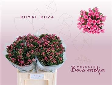 Bouv En Roza