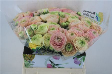 Ran Cloni Ex Touareg Pastel