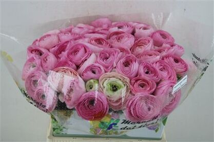 Ran Cloni Ex Rosado