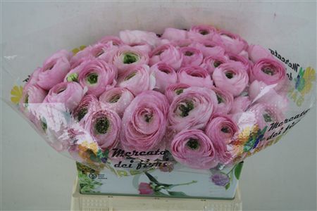 Ran Cloni Ex Confetto San Mauro