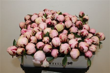 Paeo L Reine Hortense Rose