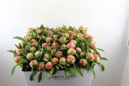 Paeo L Coral Charm