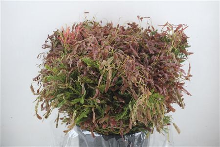 Mimosa Beans Red P Bunch