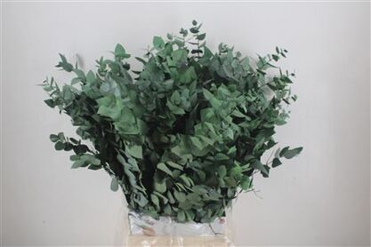 Pres Euca Stuartiana Groen 150gr Bunch