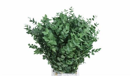 Pres Euca Stuartiana Groen 150gr Bunch