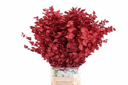 Pres Euca Stuartiana Red 150 Gr P Bunch