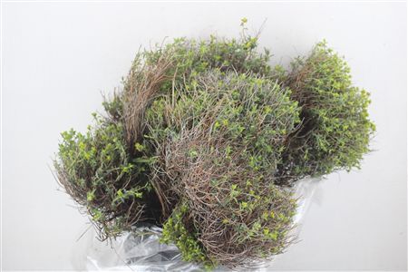 Euph Spinoza Medium 200gr P Bunch