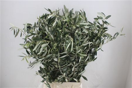 Olive 300gr P/b
