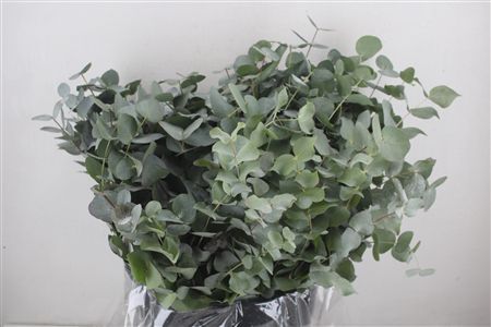 Euca Cinerea Short 300gr P Bunch