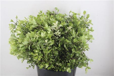 Pittosp Nevato Wit 150gr P Bunch