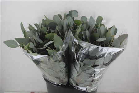 Euca Populus Short 150gr P Bunch