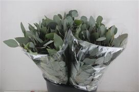 Euca Populus Short 150gr P Bunch