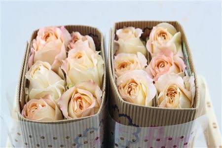 R Gr Caramel Antique