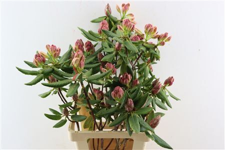 Rhodo Moonshine Per Bos