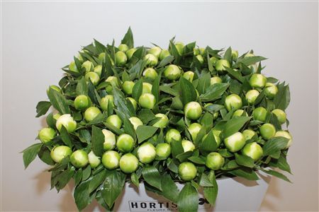 Paeo L Duchesse De Nemours